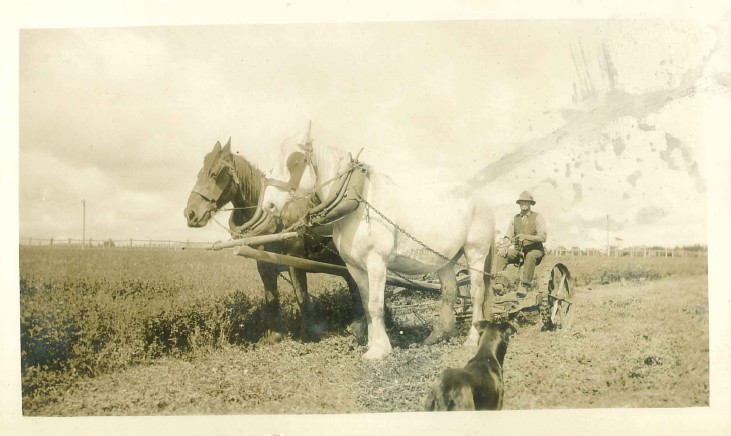 Johnston, Ike b1881 cutting lucerne with Marsh courtesy May Johnston undated ~1928.jpg